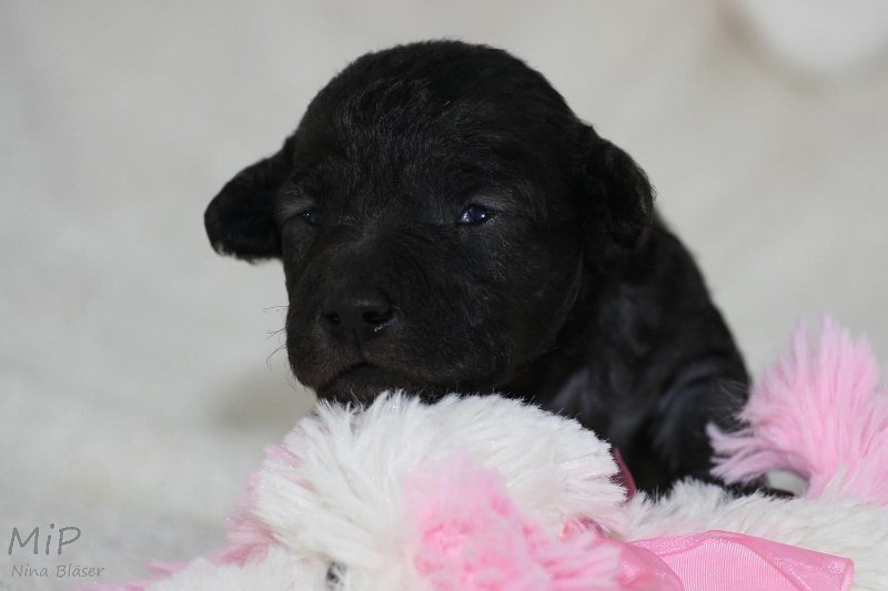 2011-05-15 Puppies Candy & Svet (33).jpg